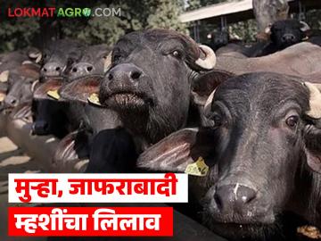 मुऱ्हा, जाफराबादी, सुरती म्हशींचा लिलाव, लिलावात सहभागी होण्यासाठी इथे संपर्क साधा  - Marathi News | Latest News Auction of Murha, Jafrabadi, Surti buffaloes, contact here to participate in the auction | Latest News at Lokmat.com