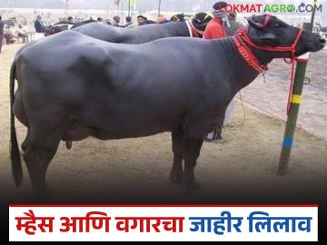 परभणी कृषी विद्यापीठातर्फ़े म्हैस आणि वगार यांचा जाहीर लिलाव, वाचा सविस्तर - Marathi News | Latest News Mhasi Lilav Public auction of buffalo by Parbhani Agricultural University, read in detail | Latest News at Lokmat.com परभणी कृषी विद्यापीठातर्फ़े म्हैस आणि वगार यांचा जाहीर लिलाव, वाचा सविस्तर - Marathi News | Latest News Mhasi Lilav Public auction of buffalo by Parbhani Agricultural University, read in detail | Latest News at Lokmat.com