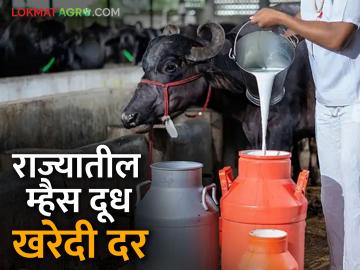 Dudh Dar : राज्यात म्हैस दुधासाठी कुठला संघ देतोय किती दर? वाचा सविस्तर - Marathi News | Dudh Dar : Which milk dairy is paying what price for buffalo milk in the state? | Latest News at Lokmat.com