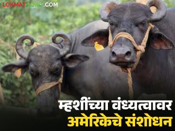 गाभण न राहणाऱ्या म्हशींच्या संख्येत होतेय वाढ; अमेरिकेची 'इडीफ' शोधणार म्हैस वंध्यत्वाची कारणे - Marathi News | The number of infertile buffaloes is increasing; America's 'EDIF' will find the causes of buffalo infertility | Latest agri-business News at Lokmat.com