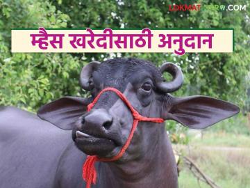 राज्यातील 'हा' दूध संघ म्हैस खरेदीसाठी शेतकऱ्यांना देतोय ८० हजारांचे अनुदान - Marathi News | The state's 'this' milk association is giving a subsidy of Rs 80,000 to farmers for purchasing buffaloes | Latest agri-business News at Lokmat.com