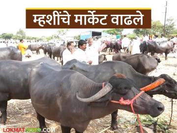 दिवाळीच्या तोंडावर म्हशींच्या किमतीत मोठी वाढ तर संकरित गायींच्या किमतीत घसरण - Marathi News | Buffalo prices rise sharply ahead of Diwali, while hybrid cow prices fall | Latest News at Lokmat.com दिवाळीच्या तोंडावर म्हशींच्या किमतीत मोठी वाढ तर संकरित गायींच्या किमतीत घसरण - Marathi News | Buffalo prices rise sharply ahead of Diwali, while hybrid cow prices fall | Latest News at Lokmat.com