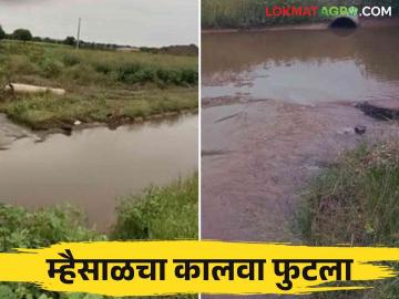 Mhaisal Yojana : म्हैसाळ योजनेचा कालवा फुटला ८० एकरांवरील पिकांचे नुकसान - Marathi News | Mhaisal Yojana : Canal of Mhaisal scheme burst causing damage to crops on 80 acres | Latest News at Lokmat.com