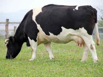 दुधाळ गाय- म्हशींसाठी ३ हजार ३५७ अर्ज; केवळ ४७० पात्र - Marathi News | 3 thousand 357 applications for milch cows-buffaloes; Only 470 qualified | Latest News at Lokmat.com