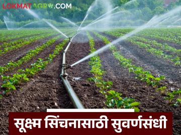 Micro Irrigation : सूक्ष्म सिंचनासाठी सुवर्णसंधी! शेतकऱ्यांना मिळणार थेट खात्यात अनुदान वाचा सविस्तर - Marathi News | latest news Micro Irrigation : Golden opportunity for micro irrigation! Farmers will get direct subsidy in their accounts Read in detail | Latest News at Lokmat.com