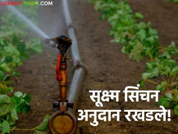 Micro Irrigation Subsidy : सूक्ष्म सिंचन योजनेला ब्रेक; अनुदान कुठे अडकलं? वाचा सविस्तर - Marathi News | latest news Micro Irrigation Subsidy: Break in micro irrigation scheme; Where is the subsidy stuck? Read in detail | Latest News at Lokmat.com