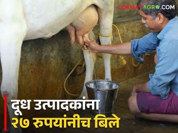 Milk Rate : शेतकऱ्यांकडून 27 रुपये लिटरने दूध खरेदी? शेतकरी, अधिकारी काय म्हणाले? - Marathi News | Latest News Milk unions located in Gujarat buy milk from farmers at Rs. 27 a liter | Latest News at Lokmat.com
