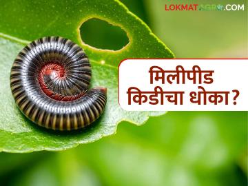 Millipede Kid Niyantran : हंगामपूर्व पिकांना मिलीपीड किडीचा धोका; 'या' करा उपायायोजना - Marathi News | latest news Millipede Kid Niyantran : Millipede pest threatens pre-season crops; 'Come' and plan for remedial measures | Latest News at Lokmat.com
