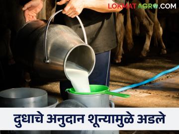 एका शून्याने अडविले राज्यभरातील हजारो शेतकऱ्यांचे दुधाचे अनुदान - Marathi News | A single zero blocked the milk subsidy of thousands of farmers across the state | Latest News at Lokmat.com