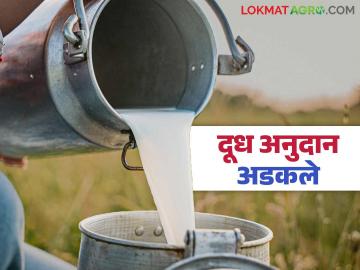 Dudh Anudan : दूध उत्पादकांचे ४९ कोटी अनुदान अडकले; शेतकऱ्यांच्या हातात पैसे कधी पडणार? - Marathi News | Dudh Anudan : 49 crore subsidy for milk producers stuck; When will the money reach the hands of farmers? | Latest News at Lokmat.com Dudh Anudan : दूध उत्पादकांचे ४९ कोटी अनुदान अडकले; शेतकऱ्यांच्या हातात पैसे कधी पडणार? - Marathi News | Dudh Anudan : 49 crore subsidy for milk producers stuck; When will the money reach the hands of farmers? | Latest News at Lokmat.com