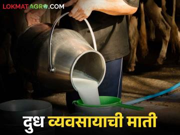 Milk Rate वाढलेला दुधाचा दर दिवसेंदिवस कसा कमी होत गेला - Marathi News | Milk Rate; increased milk rate how to decreased day by day | Latest News at Lokmat.com Milk Rate वाढलेला दुधाचा दर दिवसेंदिवस कसा कमी होत गेला - Marathi News | Milk Rate; increased milk rate how to decreased day by day | Latest News at Lokmat.com