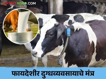 तुमचा दुग्धव्यवसाय फायद्यात चालवायाचा असेल तर शेतकऱ्यांनी अशा ठेवा नोंदी - Marathi News | Farmers should keep such records if your dairy business is profitable | Latest News at Lokmat.com