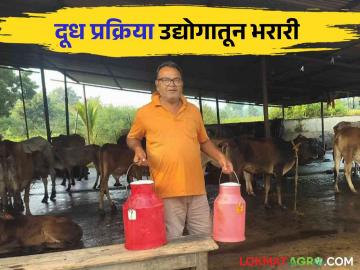 Milk Business : गावठी गायींच्या दुधापासून प्रक्रिया उद्योग, महिन्याकाठी 'इतक्या' रुपयांची उलाढाल - Marathi News | Latest news Processing industry from milk of village cows in gadchiroli monthly turnover of 60 thousand rs | Latest News at Lokmat.com