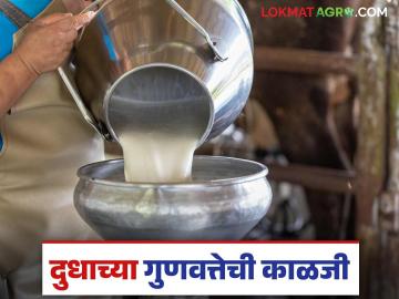 Dairy Farming : गायी आणि म्हशींचे दूध काढताना 'ही' खबरदारी घ्यावी, जाणून घ्या सविस्तर - Marathi News | Take these precautions while milking cows and buffaloes, know in detail | Latest News at Lokmat.com Dairy Farming : गायी आणि म्हशींचे दूध काढताना 'ही' खबरदारी घ्यावी, जाणून घ्या सविस्तर - Marathi News | Take these precautions while milking cows and buffaloes, know in detail | Latest News at Lokmat.com