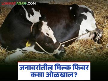 गायी-म्हैशीत दुधाचा ताप कशामुळे येतो? कशी दिसतात लक्षणे अन् कसे कराल उपचार? - Marathi News | What causes milk fever in cows and buffaloes? What are the symptoms and how to treat it? | Latest News at Lokmat.com