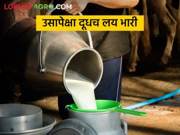 उसाच्या कोल्हापुरात दुध उत्पादन व्यवसाय सरस - Marathi News | Milk production business is profitable then sugarcane in Kolhapur | Latest News at Lokmat.com