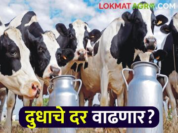 दूध उत्पादकांचे दूध दरांमुळे होताहेत हाल; दुध संकलन केंद्र मात्र मालामाल - Marathi News | Milk producers suffer due to milk prices; but The milk collection center is is beneficial | Latest News at Lokmat.com दूध उत्पादकांचे दूध दरांमुळे होताहेत हाल; दुध संकलन केंद्र मात्र मालामाल - Marathi News | Milk producers suffer due to milk prices; but The milk collection center is is beneficial | Latest News at Lokmat.com