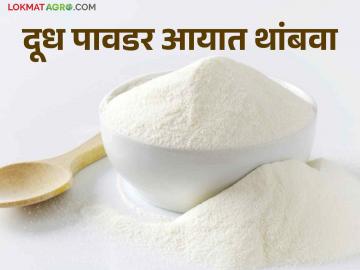 Milk Powder Import दूध पावडर आयातीचा निर्णय मागे घ्यावा; राजू शेट्टी यांची केंद्राकडे मागणी - Marathi News | Milk Powder Import: The decision to import milk powder should be withdrawn; Raju Shetty's demand to the Central Government | Latest News at Lokmat.com