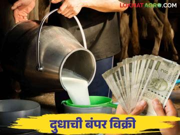 Kojagiri Pournima 2024 : कोजागिरी दुध उत्पादकांना पावली; किती लिटर विक्री झाली ते वाचा सविस्तर - Marathi News | Kojagiri Pournima 2024 : Kojagiri huge milk sale in the market | Latest News at Lokmat.com