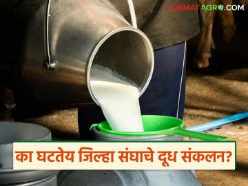 Farmers Milk Supply : 'या' जिल्ह्यातील दूध संकलन घटले; काय आहे कारण वाचा सविस्तर - Marathi News | latest news Farmers Milk Supply: Milk collection has decreased in 'this' district; What is the reason? Read in detail | Latest News at Lokmat.com