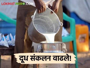 Milk Storage : गायीच्या दुधाची धार प्रवाही तर म्हशीच्या दुधाची धार घटली, वाचा सविस्तर  - Marathi News | Latest News Increase in cow milk collection in Chalisgaon of Jalgaon | Latest News at Lokmat.com
