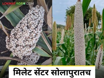 Millet Center Solapur : मिलेट सेंटर सोलापूरमध्येच होणार; हैदराबादच्या संस्थेशी महिन्यात करार - Marathi News | Millet Center Solapur: Millet Center to be set up in Solapur; Agreement with Hyderabad-based organization in a month | Latest News at Lokmat.com