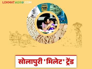Solapur Millet : सोलापुरचा 'मिलेट' ट्रेंड, शेतकऱ्यांच्या ज्वारी अन् बाजरीचा वाढला रुबाब; वाचा सविस्तर - Marathi News | Solapur Millet : Solapur's 'millet' trend, farmers jowar and pearl millet demand has increased; Read in detail | Latest News at Lokmat.com