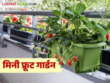 घराच्या गॅलरीत मिनी फळबाग फुलवा, ही 5 फळपिके गॅलरीची शोभा वाढवतील, खायलाही मिळतील! - Marathi News | Latest news Grow mini orchard in your home's gallery cultivate these 5 fruit crops see details | Latest News at Lokmat.com घराच्या गॅलरीत मिनी फळबाग फुलवा, ही 5 फळपिके गॅलरीची शोभा वाढवतील, खायलाही मिळतील! - Marathi News | Latest news Grow mini orchard in your home's gallery cultivate these 5 fruit crops see details | Latest News at Lokmat.com