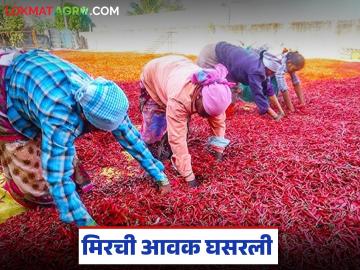 Mirchi Market : मिरचीला 2500 रुपये ते 5 हजार 500 रुपयांपर्यंत दर मिळतोय, तरीही आवक कमीच! - Marathi News | Latest news nandurbar mirchi market Chilli is fetching prices ranging from Rs. 2500 to Rs. 5500 rupees | Latest News at Lokmat.com