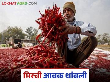 पावसानं मिरचीची आवक थांबवली, मार्केटमध्ये दोन कोटींची उलाढाल ठप्प, वाचा सविस्तर  - Marathi News | Latest News Nandurbar Mirchi Market Rains stop arrival of chillies, turnover of Rs 2 crores stalled, read in detail | Latest News at Lokmat.com