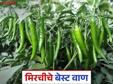 Chilly Farming : मिरची लागवडीसाठी 'हे' वाण आहे फायदेशीर, अशी करा बियाण्यांची ऑनलाईन खरेदी - Marathi News | Latest News Mirchi Lagvad hybrid chilly 'NSC 9927 IUS variety is beneficial for chilly cultivation, order seeds online | Latest News at Lokmat.com