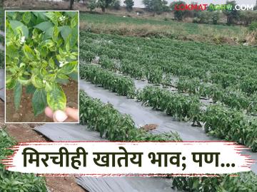 Mirchi Crop : मिरचीही खातेय भाव; पण, 'कोकडा'चे काय करावे राव वाचा सविस्तर - Marathi News | latest news Mirchi Crop: Chilli is also worth eating; But, what to do with 'Kokada' Read in detail | Latest News at Lokmat.com Mirchi Crop : मिरचीही खातेय भाव; पण, 'कोकडा'चे काय करावे राव वाचा सविस्तर - Marathi News | latest news Mirchi Crop: Chilli is also worth eating; But, what to do with 'Kokada' Read in detail | Latest News at Lokmat.com