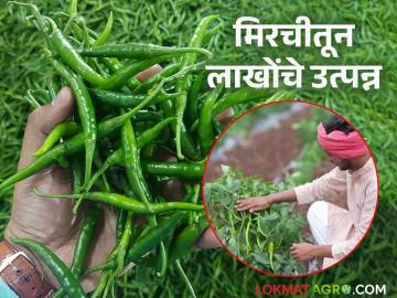 Farmer Success Story : दोन एकर मिरचीतुन मिळाले साडे तीन लाख रूपयांचे उत्पन्न, युवा शेतकऱ्याची कमाल  - Marathi News | Latest News Farmer Success Story Two acres of chillies yielded an income of three lakh rupees by bhandara farmer | Latest News at Lokmat.com