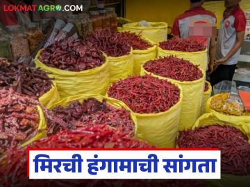 यंदा 2 लाख क्विंटलवर मिरची हंगामाची सांगता झाली, मिरची पावडरच्या दरात 35 टक्के वाढ - Marathi News | Latest News chilli season ended at 2 lakh quintals, price of chilli powder increased by 35 percent | Latest News at Lokmat.com