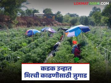 उन्हाचा कहर, सावलीत बसून मिरची काढणी, मजुरांसाठी शेतकऱ्याचे भन्नाट जुगाड, वाचा सविस्तर 
