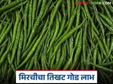 Chillies Market : हिरव्या मिरचीने भरली शेतकऱ्यांच्या खिशात गोडी वाचा सविस्तर - Marathi News | latest news Chillies Market : Green chillies fill farmers' pockets with sweetness Read in detail | Latest News at Lokmat.com