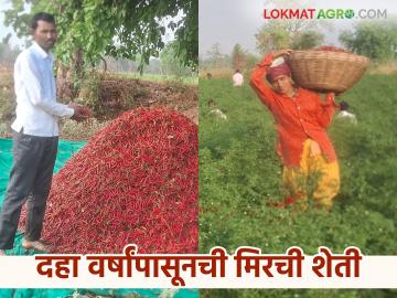 Mirchi Farming : दहा वर्षांपासून मिरची पिकात हातखंडा, दोन एकरातून साडे तीन लाखांचे उत्पन्न  - Marathi News | Latest News farmer success story income of Rs. 3.5 lakhs from two acres in chilly farming | Latest News at Lokmat.com