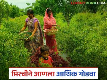 आंतरपीक तिखट मिरचीने आणला आर्थिक गोडवा; 'या' सासू सुनेने तीस गुंठ्यात घेतले सव्वा लाखाचे उत्पन्न - Marathi News | Intercropping chilli brought financial sweetness; 'This' mother-in-law and daughter-in-law earned an income of one and a half lakhs in thirty gunthas | Latest News at Lokmat.com