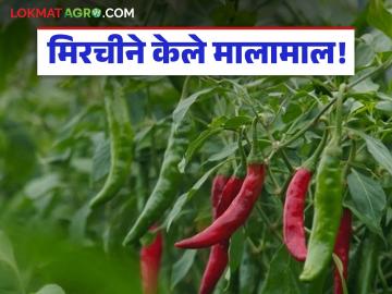 Farmer Success Story : दुष्काळातही पैशांचा पाऊस; मिरची-आल्याच्या उत्पन्नातून शेतकरी मालामाल वाचा सविस्तर - Marathi News | latest news Farmer Success Story: Money rains even in drought; Farmers get rich from chilli-ginger income Read in detail | Latest News at Lokmat.com