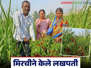 Farmer Success Story : वीस गुंठे उसातल्या मिरचीने या शेतकऱ्याला केले लखपती - Marathi News | Farmer Success Story : Twenty guntha of chilli intercrop in sugarcane made this farmer a millionaire | Latest News at Lokmat.com