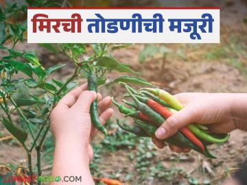 Agriculture News : तेलंगणात मिरची तोडण्यासाठी गेलेले मजूर रिकाम्या हातानेच का परतले? वाचा सविस्तर - Marathi News | Latest News Mirchi Todni 500 rupees for 12 hours of work to harvesting chilly in telangana | Latest News at Lokmat.com Agriculture News : तेलंगणात मिरची तोडण्यासाठी गेलेले मजूर रिकाम्या हातानेच का परतले? वाचा सविस्तर - Marathi News | Latest News Mirchi Todni 500 rupees for 12 hours of work to harvesting chilly in telangana | Latest News at Lokmat.com