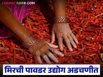 यंदा मिरची पावडर उद्योगाला फटका बसण्याची शक्यता, दरही वाढणार, काय आहे कारण?  - Marathi News | Latest news Mirchi Pawdar Udyog Chilli powder price to increase by 30 to 35 percent per kg | Latest News at Lokmat.com