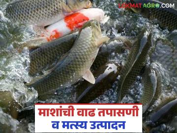Fish Farming : अधिक मत्स्योपादनासाठी माशांची वाढीची नोंद ठेवा, जाणून घ्या सविस्तर  - Marathi News | latest news Keep records of fish growth for more fish farming, know in detail | Latest News at Lokmat.com