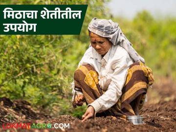 पिकांसाठी मीठ चांगले असते का आणि कोणत्या पिकात वापर करायचा असतो, वाचा सविस्तर 