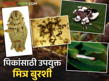 पिकांतील कीड व रोग नियंत्रणासाठी टॉप फाइव मित्र बुरशी कोणत्या? वाचा सविस्तर - Marathi News | What are the top five friendly fungi for crop pest and disease control? Read in detail | Latest News at Lokmat.com पिकांतील कीड व रोग नियंत्रणासाठी टॉप फाइव मित्र बुरशी कोणत्या? वाचा सविस्तर - Marathi News | What are the top five friendly fungi for crop pest and disease control? Read in detail | Latest News at Lokmat.com