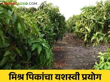 Mixed Farming : पेरू, आंबा, सीताफळांसह विविध फळांची झाडे, फळबागेसह मिश्र शेतीचा प्रयोग - Marathi News | Latest news Mixed farming of farmers in Yavatmal district, these benefits of mixed farming? | Latest News at Lokmat.com