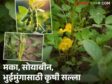 Krushi Salla : मक्यात दाणे भरण्यासाठी, सोयाबीन, भुईमूंगाच्या शेंगा भरण्यासाठी काय करावे?  - Marathi News | Latest News Krushi Salla What should be done to fill corn kernels, soybeans, and peanut pods | Latest News at Lokmat.com Krushi Salla : मक्यात दाणे भरण्यासाठी, सोयाबीन, भुईमूंगाच्या शेंगा भरण्यासाठी काय करावे?  - Marathi News | Latest News Krushi Salla What should be done to fill corn kernels, soybeans, and peanut pods | Latest News at Lokmat.com