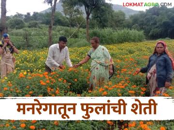 Farmer Success Story : मनरेगातून भात शेतीत फुलली फुलशेती, भात, तुरीपेक्षा चांगलं उत्पन्न मिळतंय! - Marathi News | Latest News Chandrapur farmer earns better income from flower farming than rice and tur | Latest News at Lokmat.com