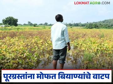 पूरग्रस्त शेतकऱ्यांना 13 ऑक्टोबरपासून रब्बीसाठी मोफत बियाणे मिळणार, जाणून घ्या सविस्तर - Marathi News | Latest news Flood-affected farmers will get free rabbi seeds from October 13, know the details | Latest News at Lokmat.com पूरग्रस्त शेतकऱ्यांना 13 ऑक्टोबरपासून रब्बीसाठी मोफत बियाणे मिळणार, जाणून घ्या सविस्तर - Marathi News | Latest news Flood-affected farmers will get free rabbi seeds from October 13, know the details | Latest News at Lokmat.com