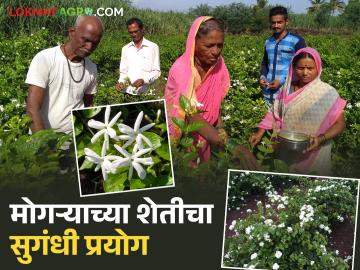 अल्पभूधारक शेतकऱ्याचा सुगंधी प्रयोग; केली हमखास उत्पन्न मिळवून देणाऱ्या मोगऱ्याची शेती - Marathi News | Smallholder farmer's aromatic experiment; He created a mogra farm that provides guaranteed income | Latest News at Lokmat.com
